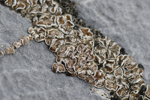Acarospora