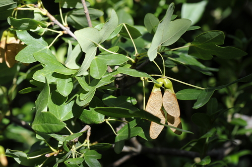 Acer monspessulanum