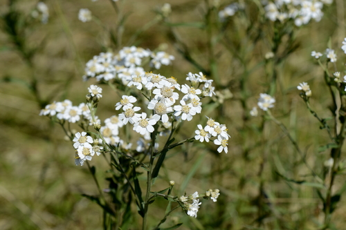 Achillea ptarmica