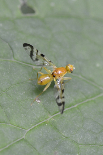 Acidia cognata