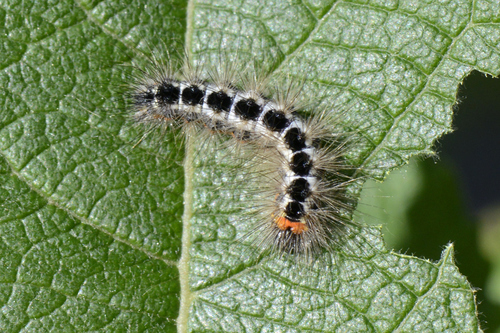 Acronicta euphorbiae