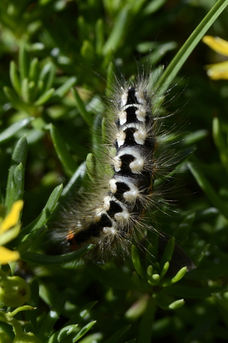 Acronicta euphorbiae