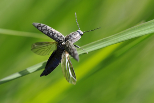 Actenicerus siaelandicus