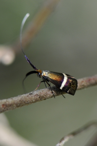 Adela australis