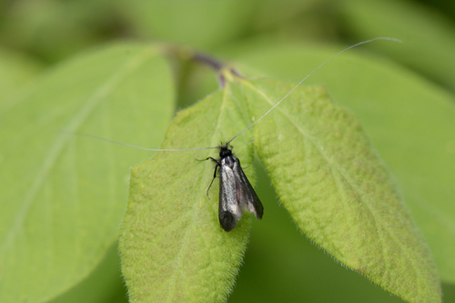Adela reaumurella