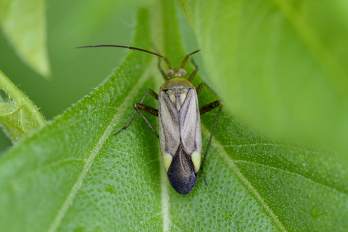 Adelphocoris
