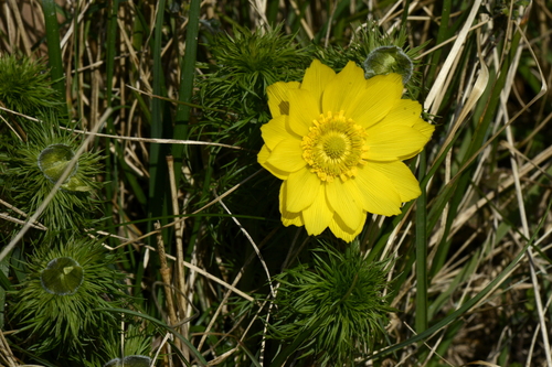 Adonis vernalis