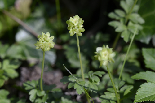 Adoxa moschatellina