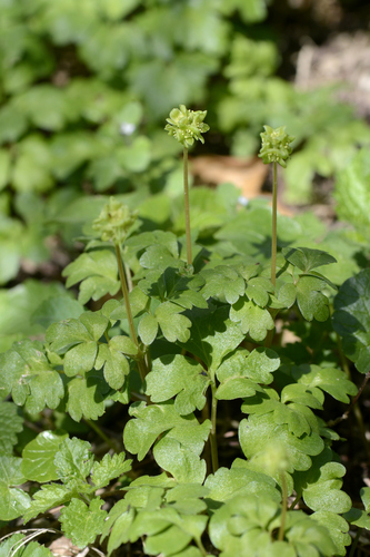 Adoxa moschatellina