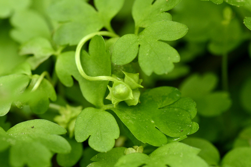 Adoxa moschatellina