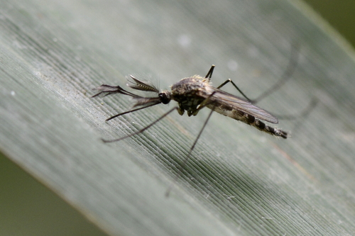 Aedes Aedes