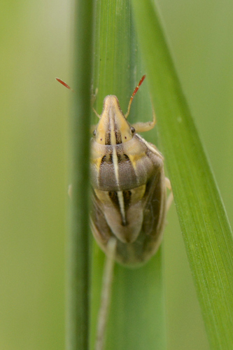 Aelia rostrata