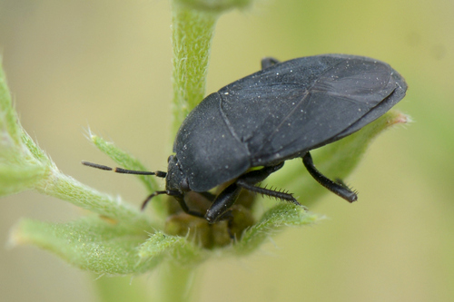 Aellopus atratus