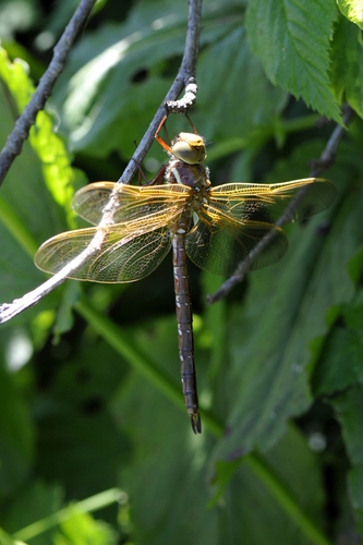Aeshna grandis