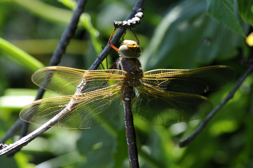 Aeshna grandis