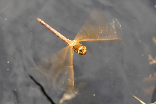 Aeshna grandis