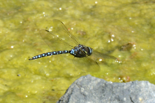 Aeshna juncea