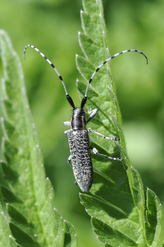 Agapanthia villosoviridescens