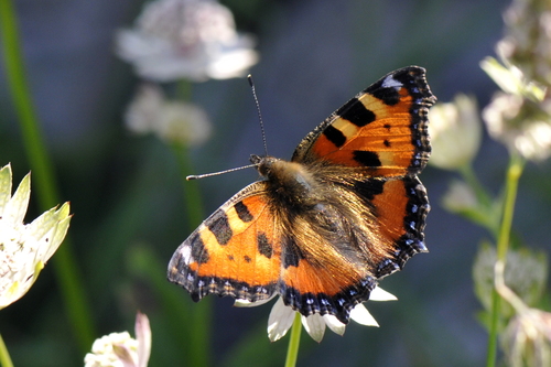 Aglais urticae