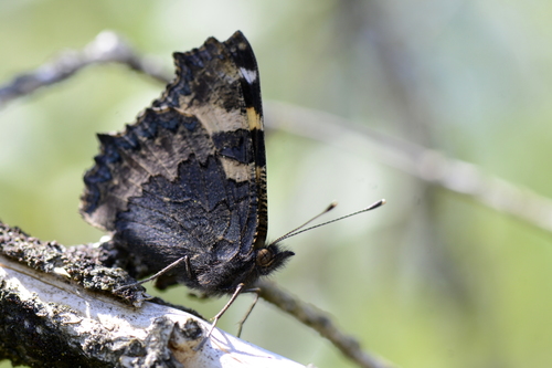 Aglais urticae