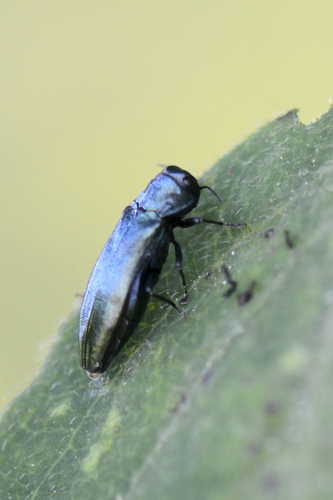 Agrilus cyanescens