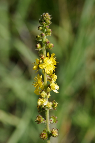 Agrimonia eupatoria