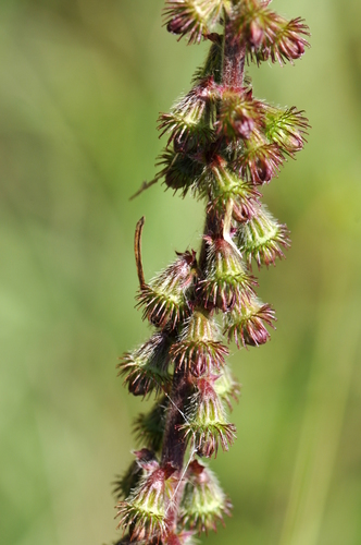 Agrimonia eupatoria