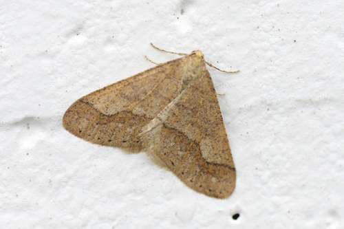 Agriopis marginaria