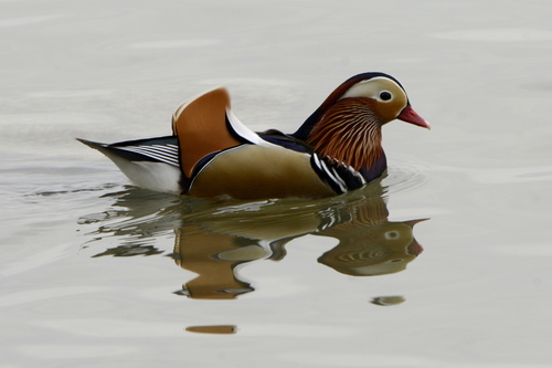 Aix galericulata