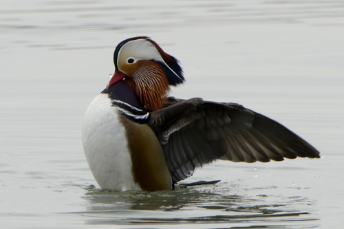 Aix galericulata