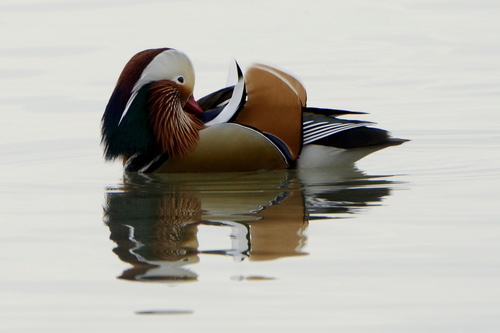 Aix galericulata