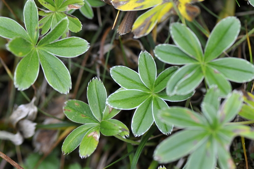 Alchemilla alpina