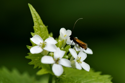 Alliaria petiolata