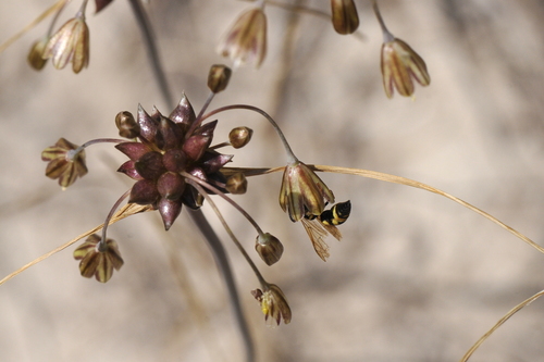 Allium oleraceum