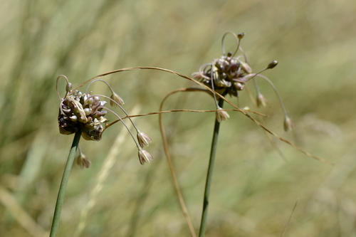 Allium oleraceum