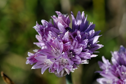 Allium schoenoprasum