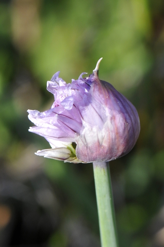 Allium schoenoprasum