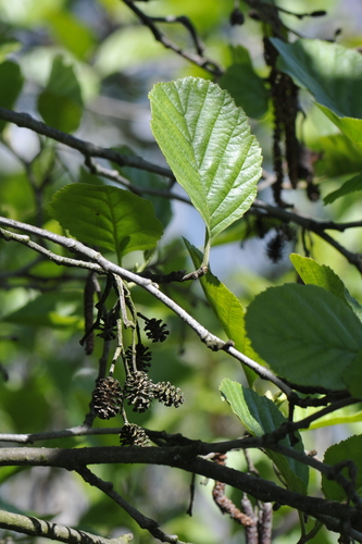 Alnus glutinosa