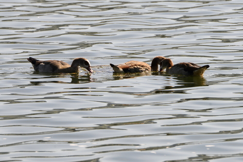 Alopochen aegyptiaca