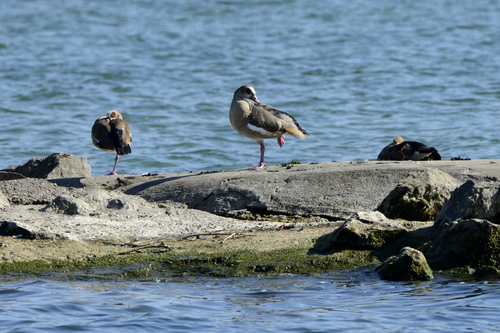 Alopochen aegyptiaca