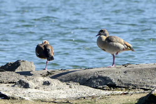 Alopochen aegyptiaca