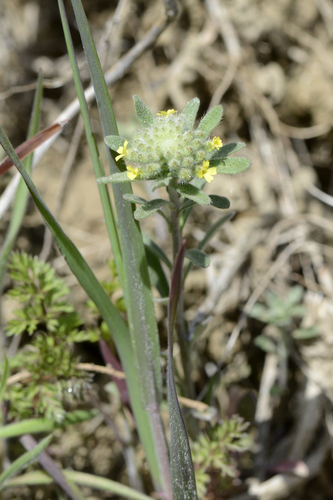Alyssum alyssoides