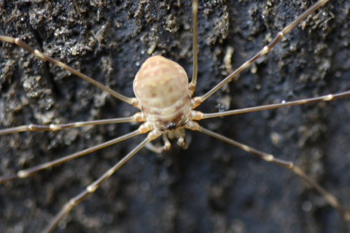 Amilenus aurantiacus