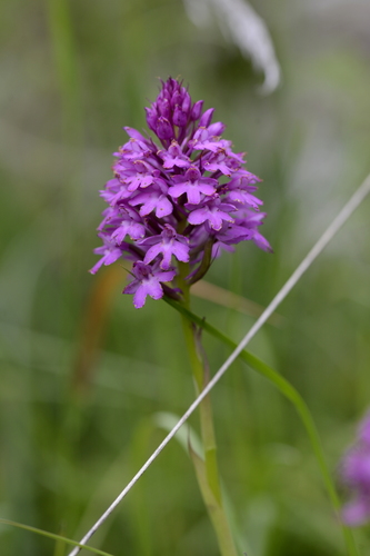 Anacamptis pyramidalis