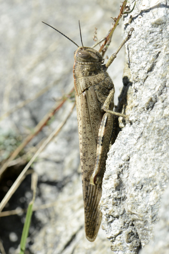 Anacridium aegyptium