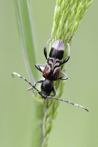 Anaglyptus mysticus