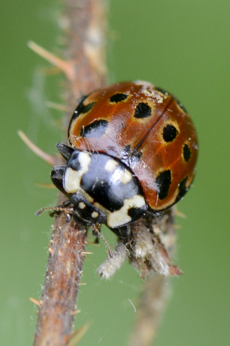 Anatis ocellata Anatis ocellata