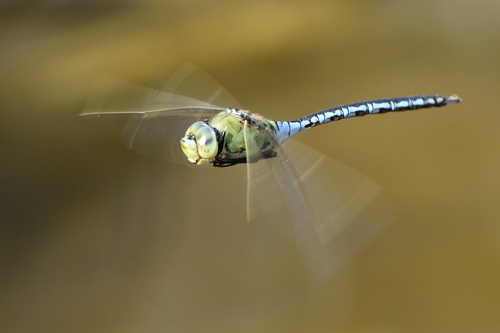 Anax imperator