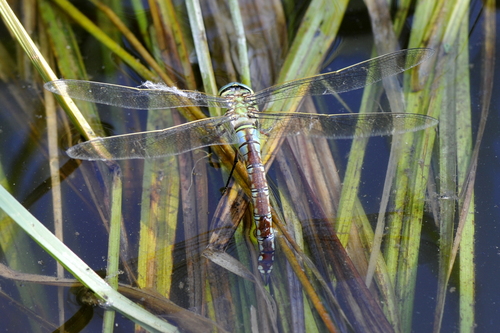 Anax imperator