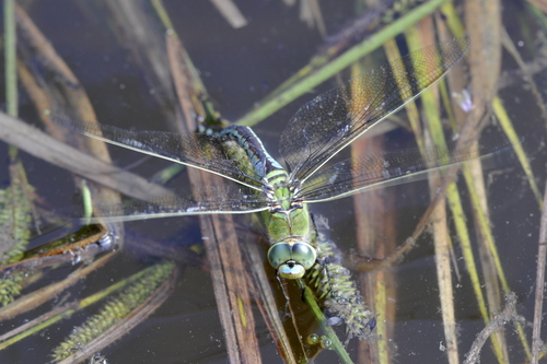 Anax imperator